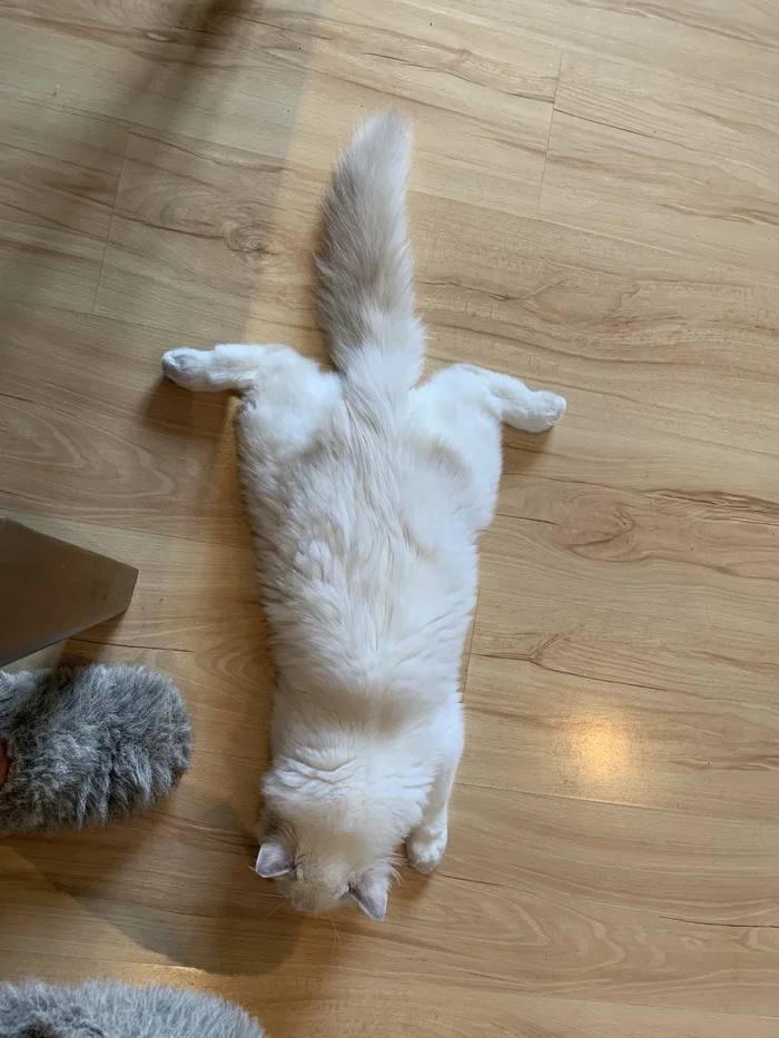 Cat splits - My, Ragdoll, Catomafia, Longpost, cat