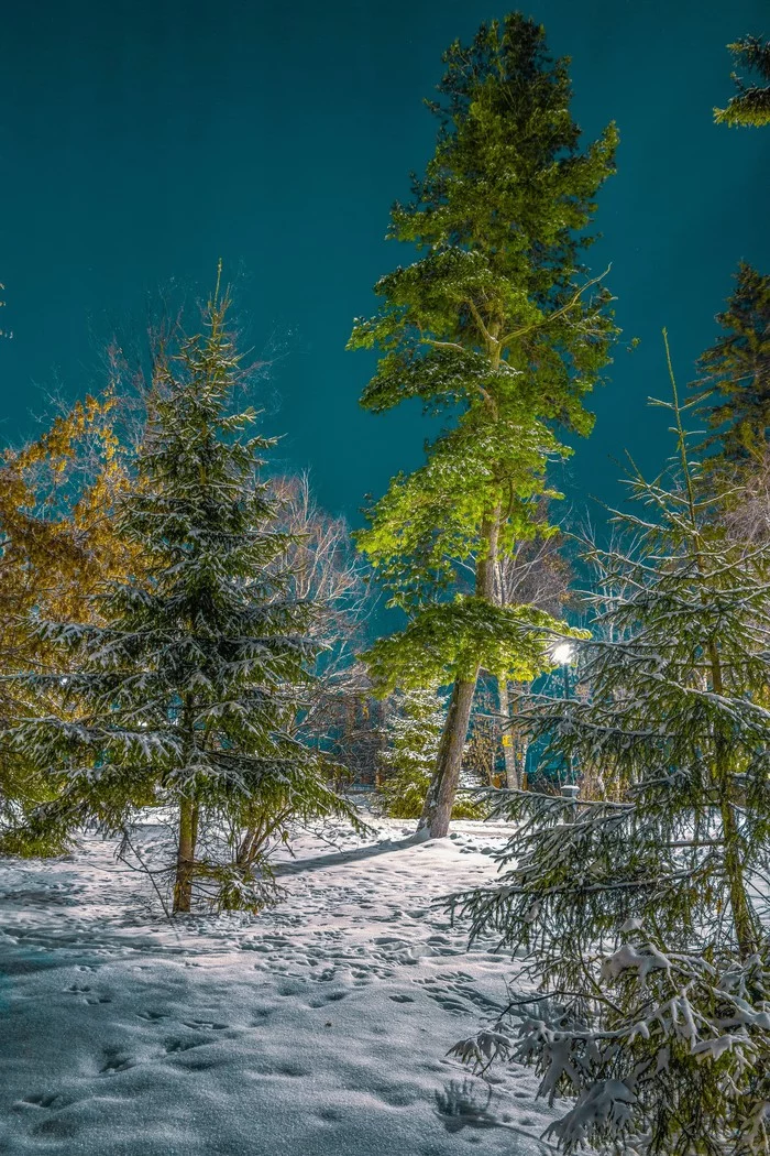 В городском саду... - Моё, Начинающий фотограф, Дерево, Пейзаж, Canon 70d, Тобольск