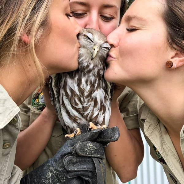 It is so sweet - Owl, Girls, Kiss, Pleasant