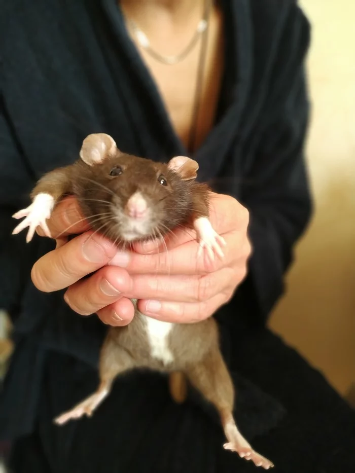 Arisha. Queen of England in rat skin - My, Rat, Rat dumbo, Pet, Girls, Video, Longpost, Pets