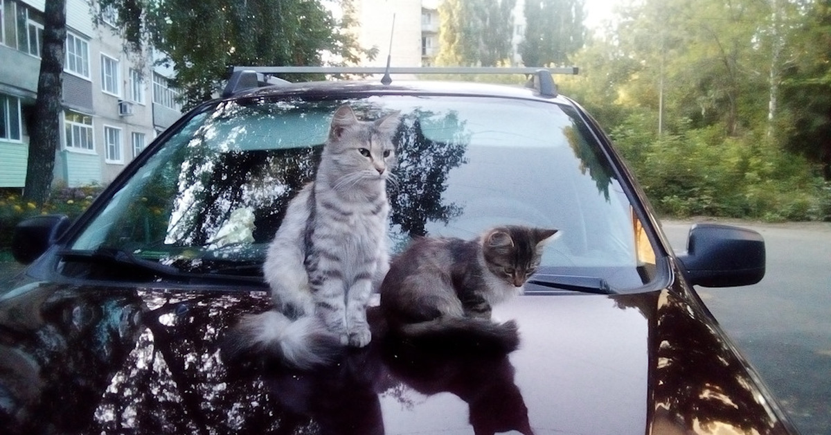 Кошка на капоте. Кот на капоте. Коты на капоте. Кошка в машине. Кошка на капоте машины.