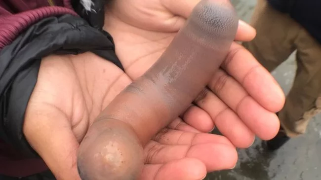 Penis fish cover a beach in California - A fish, BBC, Penis