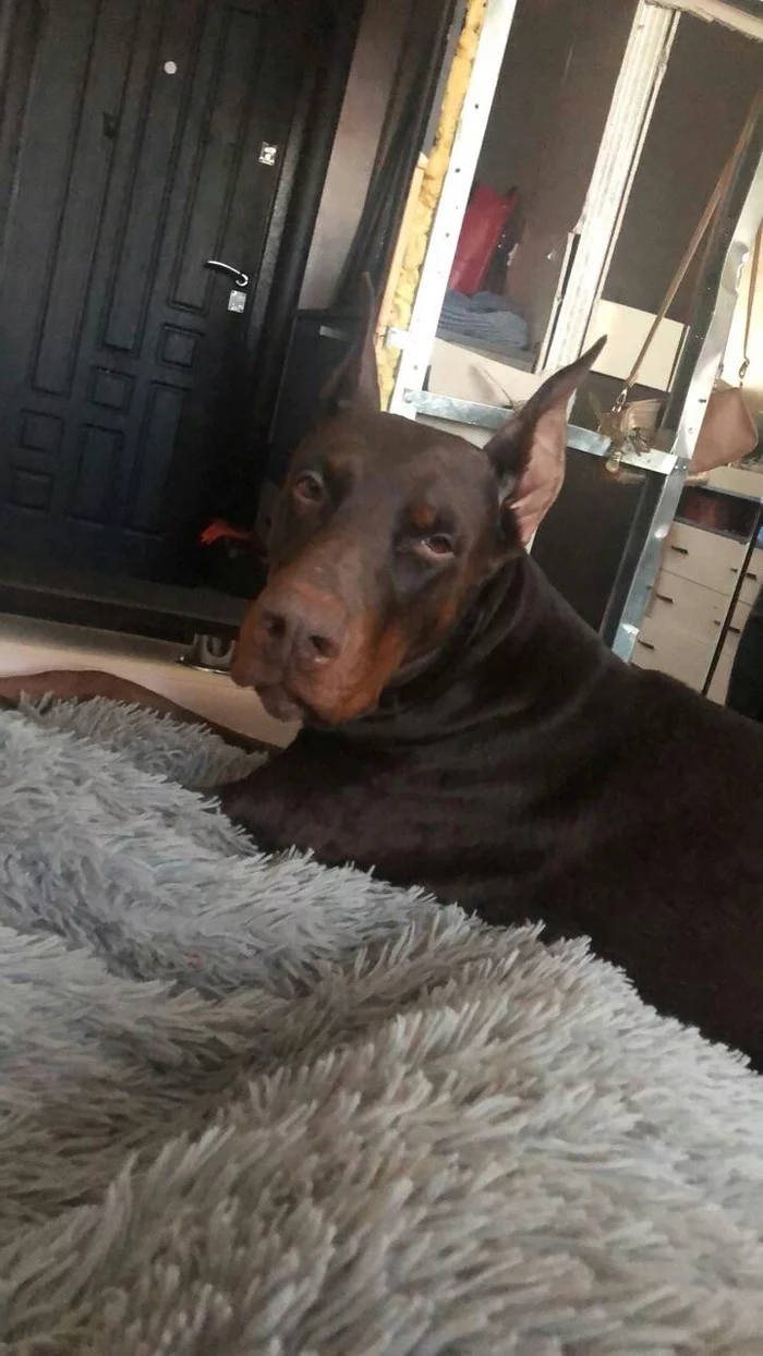 Come in if anything happens! - My, Dog, Doberman, Morning