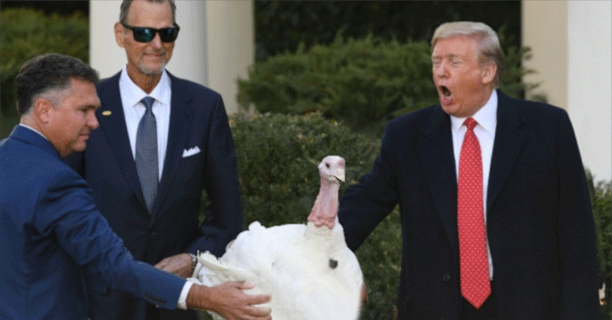 Fed with turkey (4 GIFs) - Turkey, Food, Donald Trump, GIF, Longpost