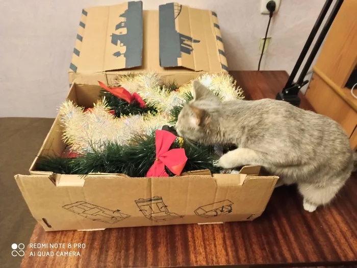 ADM Novosibirsk Chelyabinsk - My, 2019, Longpost, Gift exchange, Secret Santa, New Year's gift exchange, Gift exchange report, cat