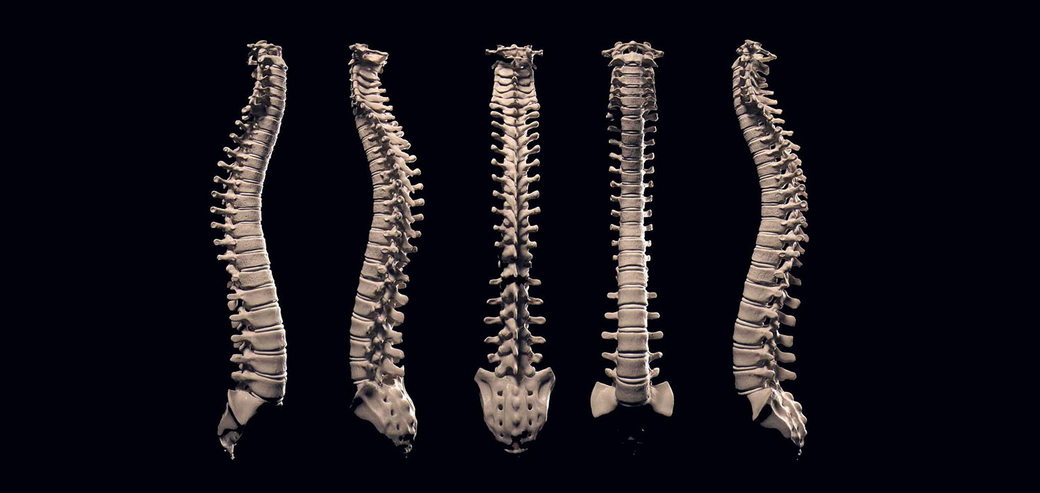 Фото позвоночника человека. Позвоночник. Человеческий позвоночник. Позвоночник 3d. Позвоночный столб.