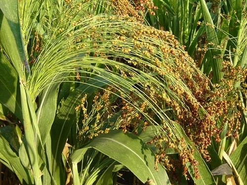 If you still didn't know... - Broom, Sorghum