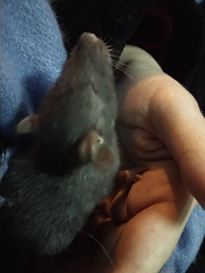 New family member - My, Rat, Decorative rats, Pets, Blindness