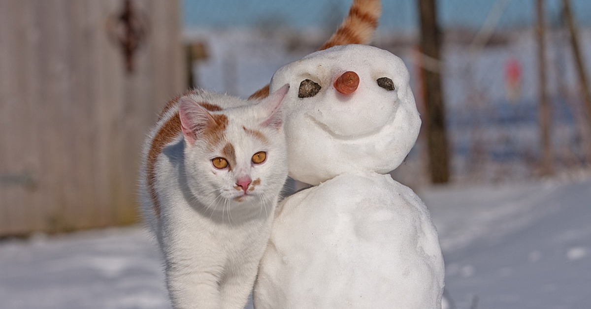 Зима приколы. Снеговик кошка. Коты и снежки. Зима кошки смешные. Смешные зимние котики.