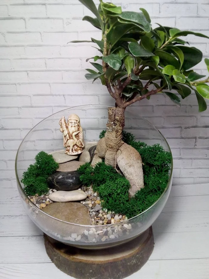 Banzai!!! - My, Bonsai, Florarium, Hobby, Houseplants, Enthusiasm, Glass, Presents, Longpost