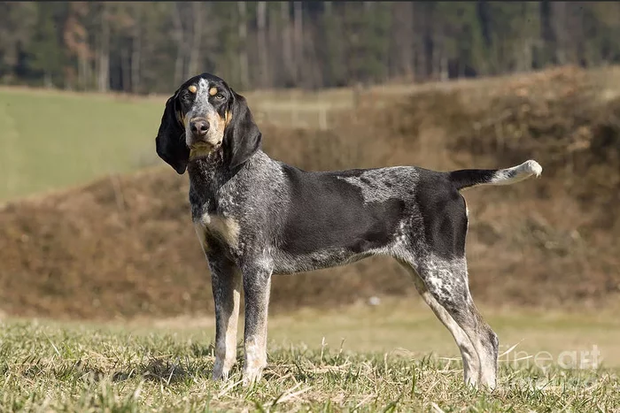 About dog breeds No. 116. French hounds, part 1. Medium hounds - Dog, Dog breeds, Hunting dogs, Hound, Video, Longpost