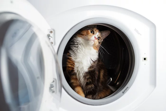 Cat in the washing machine - My, Maine Coon, The photo, cat, Longpost