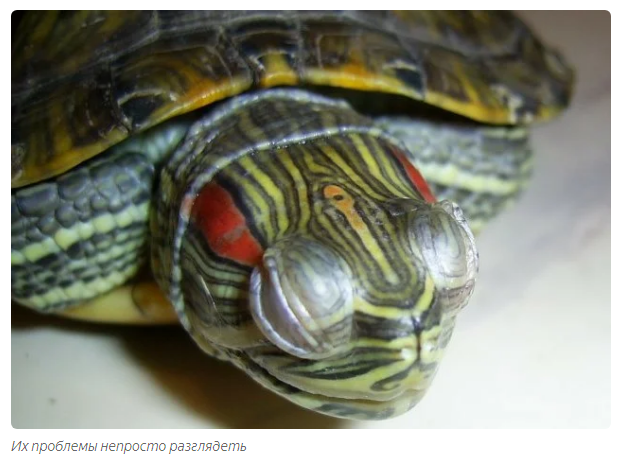 Как умирают домашние черепахи | Пикабу