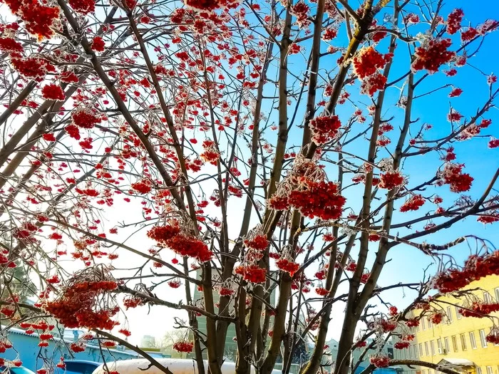 Rowan - My, Mobile photography, The photo, Nature, Winter