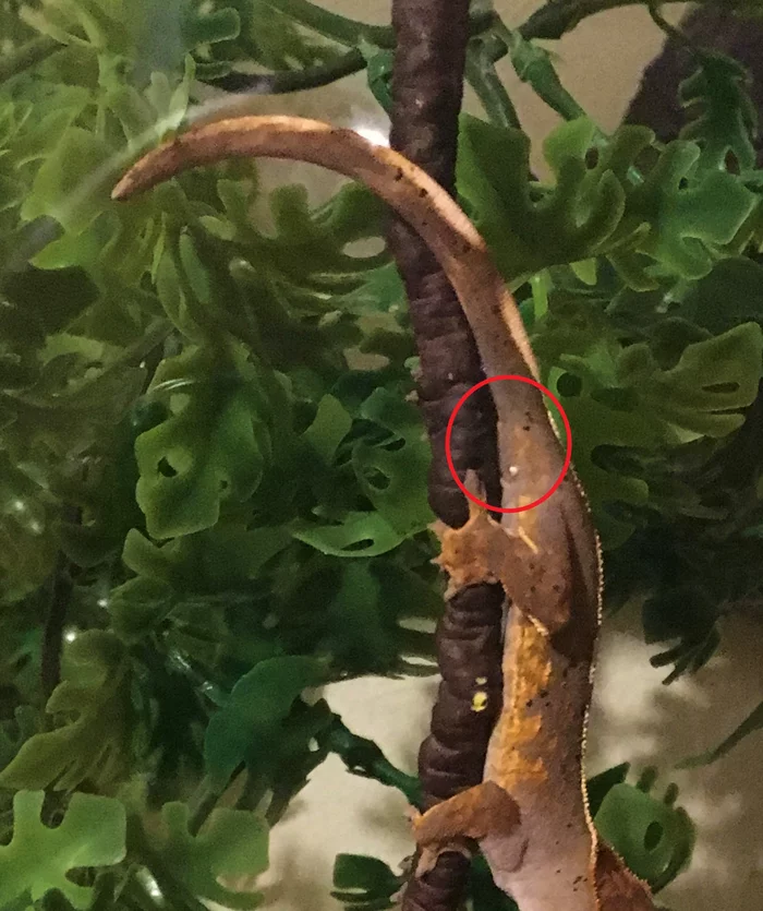 My first pet. First steps and other joyful news - My, Ciliated banana-eater, Gecko, Pets, Video, Longpost