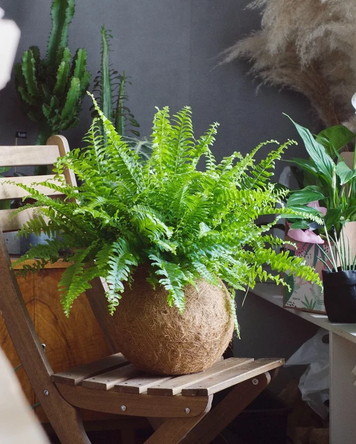 What is kokedama? - My, Kokedama, Decor, Plants, Houseplants, Home dГ©cor, Interior dГ©cor, Longpost, Handmade