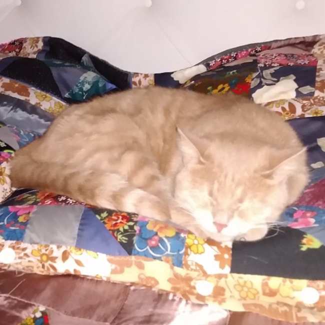 Peach is missing. Moscow region, Chekhov district, Chepelevo village - My, Catomafia, Lost cat, Video, Longpost, cat, Moscow region, Help me find, No rating