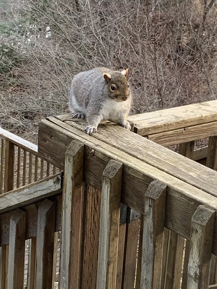 Just a fluffy bone... - Squirrel, Porch, Fluffy, The photo, Longpost, Animals