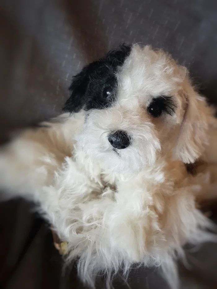 Sealyham Terrier puppy. Made from mohair - My, Dog, Handmade, Longpost