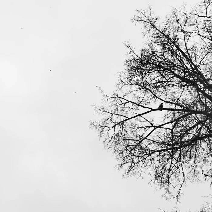 Not a bad photo, not crows) - My, The photo, Crow, Tree