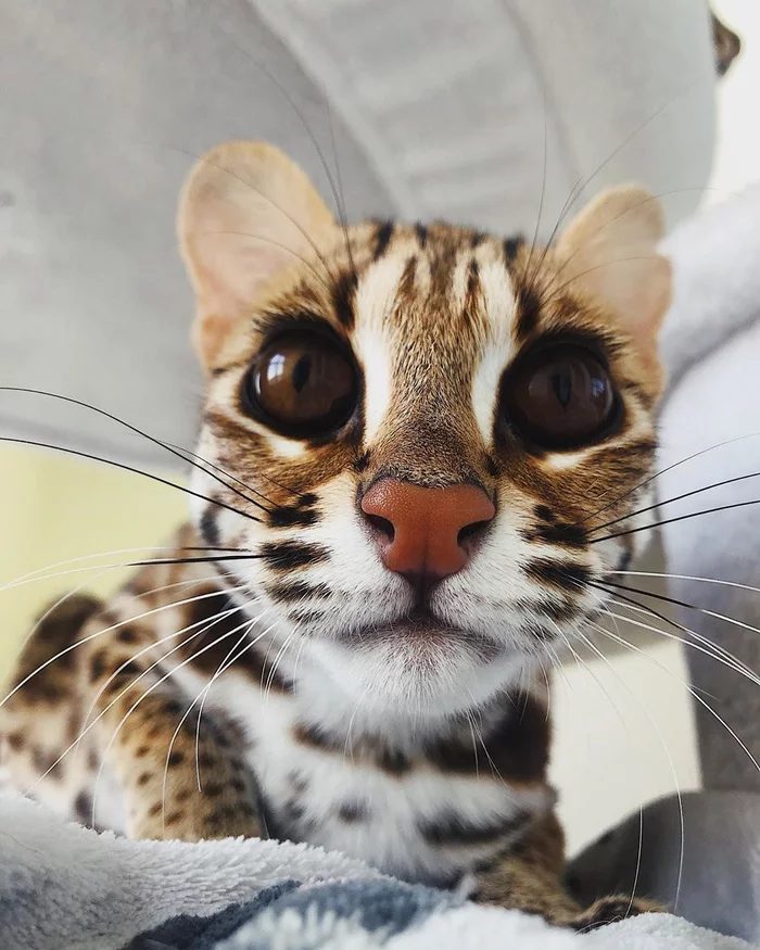 What the hell am I looking at now? - Eyes, Ocelot, Small cats, Cat family, Predatory animals, The photo, Pets