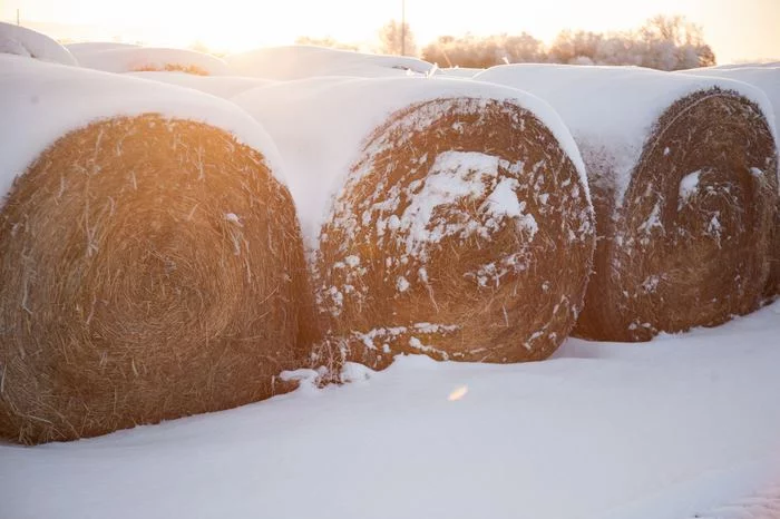 How to feed livestock in winter - My, Cow, Pasture, Fattening of bulls, Hay, Beef, Video