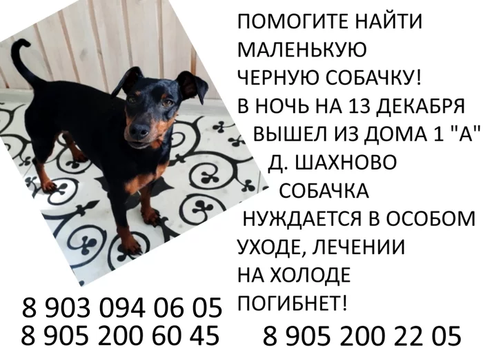 #MISSING_DOG_Shakhnovo - My, The dog is missing, Longpost, Dog, No rating, Search, Search for animals, Volkhovsky District, Leningrad region