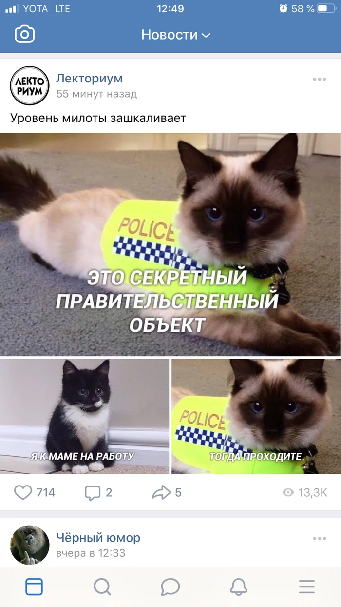 Secret object - Police, cat