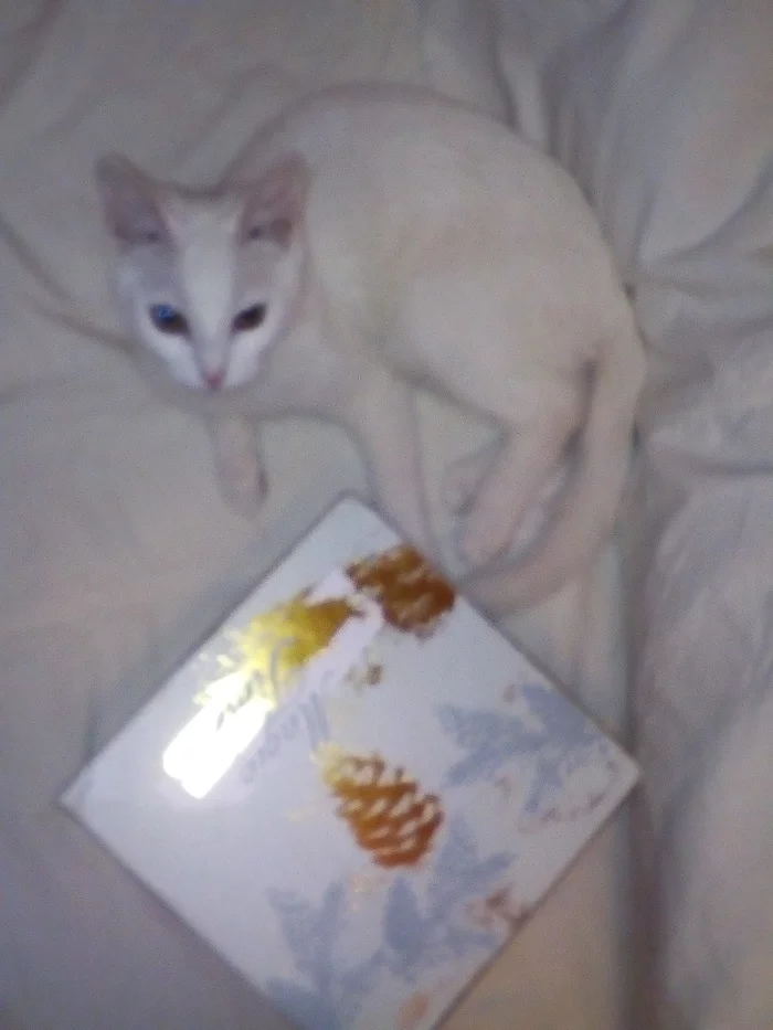 Gift exchange! - My, Secret Santa, Presents, Longpost, Gift exchange, Gift exchange report, cat