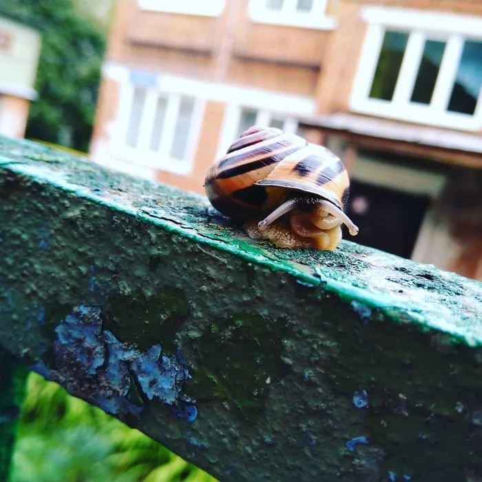 A little bit of summer... - My, Snail, Summer