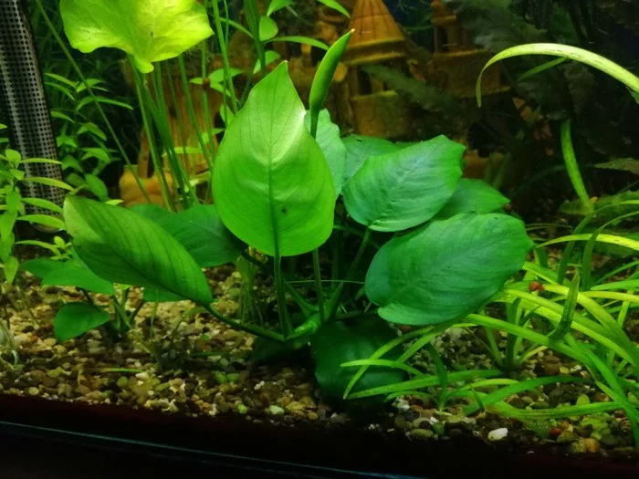 Anubias bloomed - My, Aquarium, Aquarium