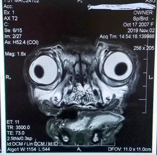 CT scan of a pug's head - Dog, CT, Scarecrow, Pug, Animals, The medicine, Tomography