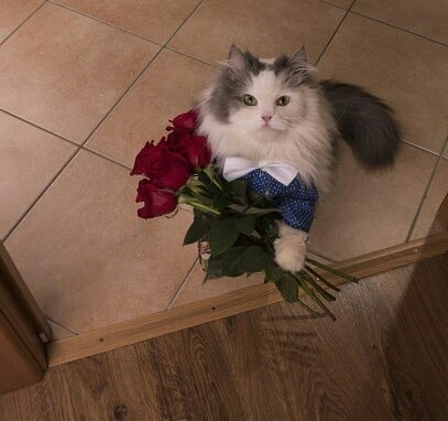 A real man! Well...or I messed up and came to apologize - cat, Catomafia, Flowers, Pets, Animals