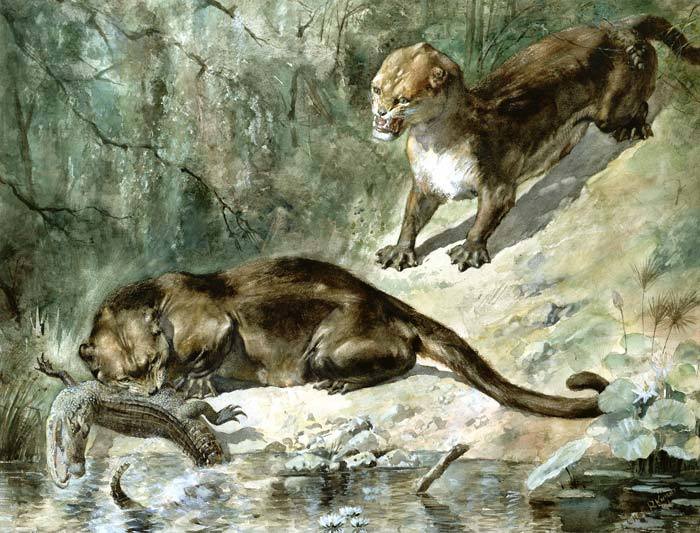 Patriofelis - Mammals, Paleontology, Cenozoic, Longpost