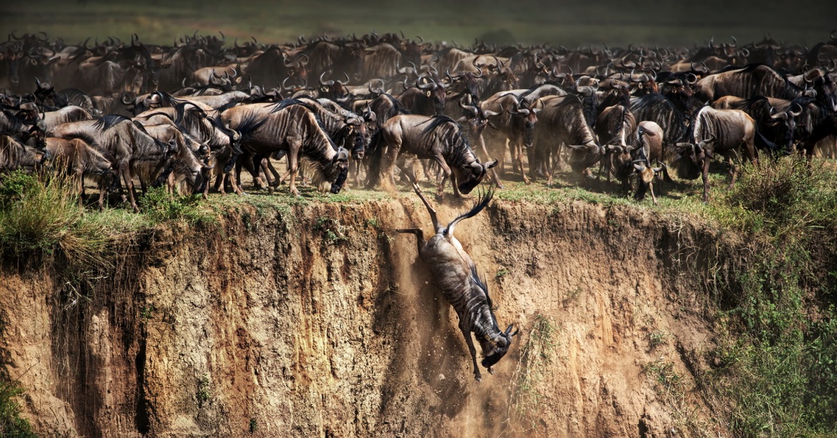 Гора гну. Великая миграция антилоп гну. Великая миграция в Кении.