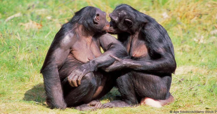 Could our view of homosexual relationships between animals be wrong? - Gays, Nature, The science, Animals