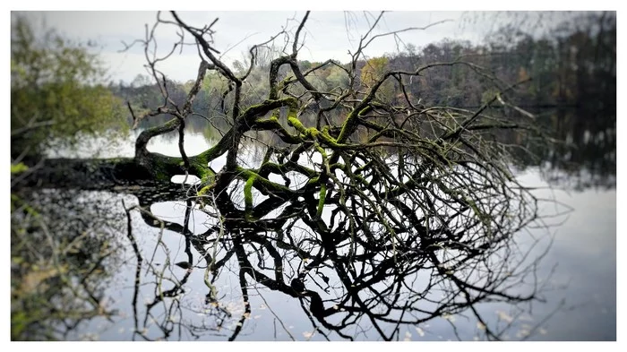 Tree - My, Mobile photography, Lake