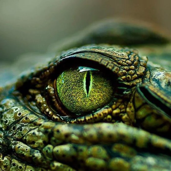 African crocodile eye - Crocodiles, Eyes, Animals