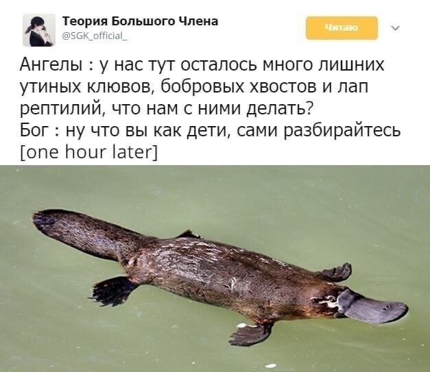 Platypus - Images, Platypuses