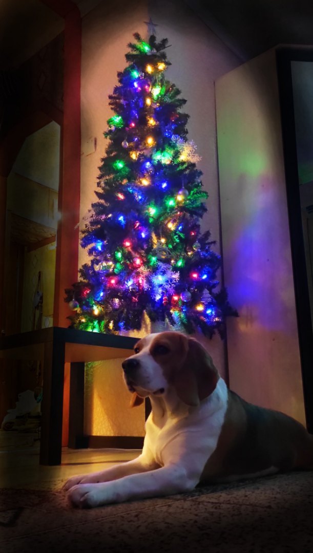 DIY Christmas tree (or almost your own) - My, With your own hands, Christmas trees, Artificial Christmas tree, New Year, New Year's decoration, Christmas tree, Beagle, Longpost