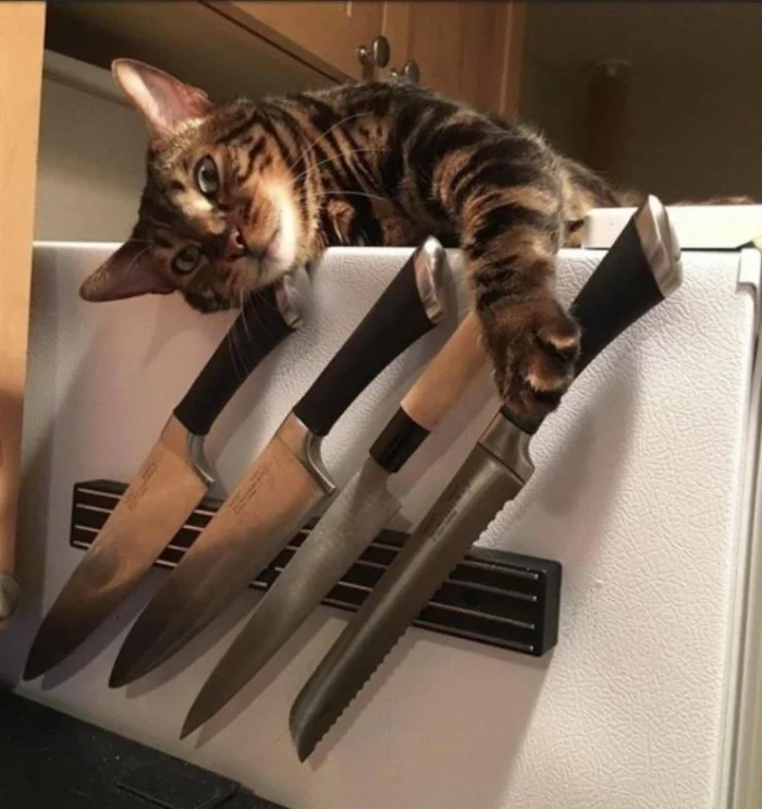 High-risk cat. Walk and look around - cat, Knife, Dangerous