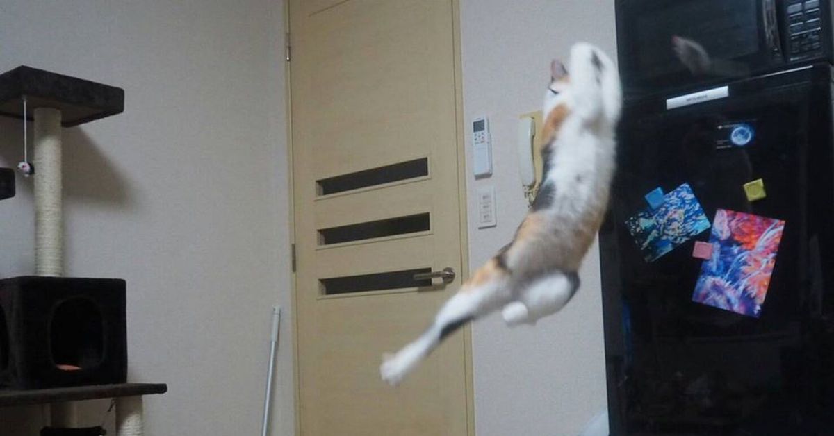 Прыгай я ловлю. Кошачий тренажер для прыжков. Кот прыгает в торт. Кот прыгнул со шкафа. Кот прыгает на клетку.