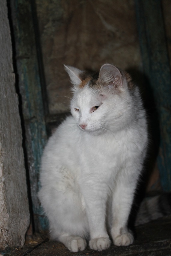 Life at the Kotoland home shelter 211 - My, cat, Shelter, Kindness, Lipetsk, Shelter Cotoland, Help, Longpost, In good hands