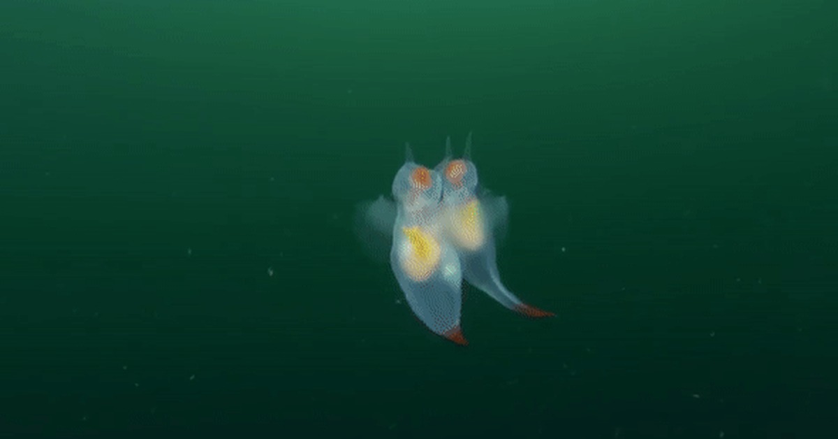 Sea angels (Clione limacina) - GIF, Underwater world, Gastropod molluscum