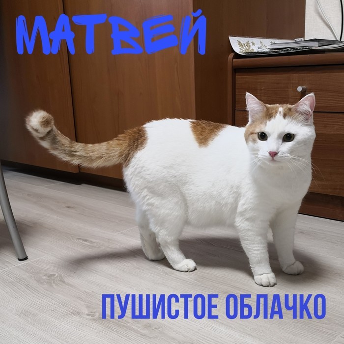 Matvey, why aren't you at home? - My, cat, In good hands, Moscow, Moscow region, Pets, No rating, Longpost