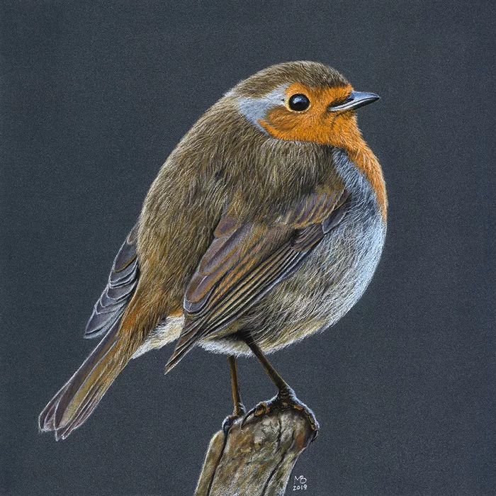 Robin - My, Drawing, Pastel, Birds, Robin, Robin, Art, Animalistics