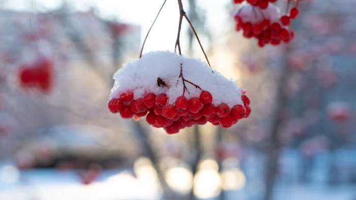 For those who miss snow - My, Siberia, Winter, Snow, Rowan, freezing, Landscape, Longpost