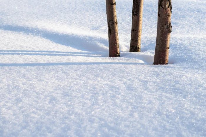 For those who miss snow - My, Siberia, Winter, Snow, Rowan, freezing, Landscape, Longpost
