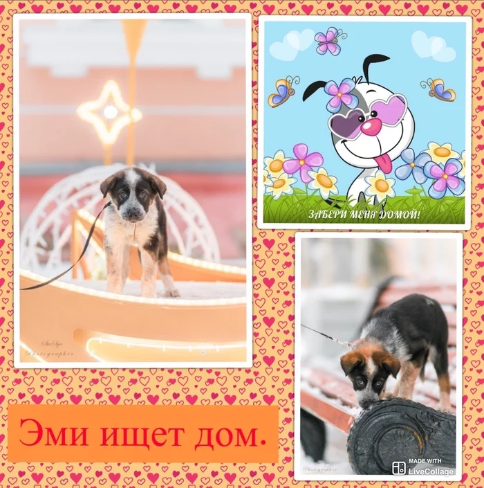 Puppy Emiko is looking for a home - My, In good hands, Severomorsk, Murmansk, Looking for a home for a dog, Dog