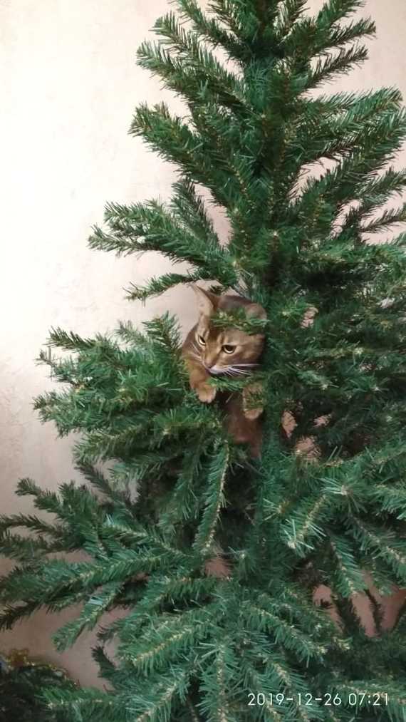 Everyday life of Sima - My, cat, Christmas trees, New Year, Longpost, Abyssinian cat